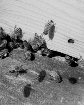 Black & White Photography Awards 2023 – Photography Competition